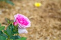 Pink single rose with its green leaves in a spring season at a botanical garden. Royalty Free Stock Photo