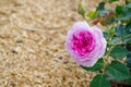 Pink single rose with its green leaves in a spring season at a botanical garden. Royalty Free Stock Photo