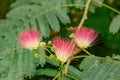 Persian silk tree Albizia julibrissin, pinkish flowers