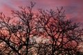 Pink skies with bare tree branches