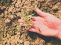 Pink skin hand yanks a small oilseed plant from wet humus clay. Man check quality Royalty Free Stock Photo