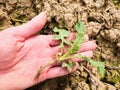 Pink skin hand yanks a small oilseed plant from wet humus clay. Man check quality Royalty Free Stock Photo