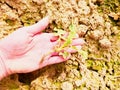 Pink skin hand yanks a small oilseed plant from wet humus clay. Man check quality Royalty Free Stock Photo