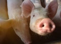 Pink skin of small piglet waiting feed on the farm