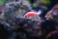 Pink Skunk Clownfish - Marine Fish Royalty Free Stock Photo