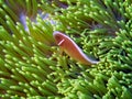 A Pink Skunk Clownfish Amphiprion perideraion Royalty Free Stock Photo