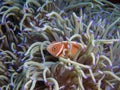 A Pink Skunk Clownfish Amphiprion perideraion Royalty Free Stock Photo