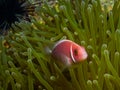 Pink Skunk Clownfish (Amphiprion perideraion) Royalty Free Stock Photo
