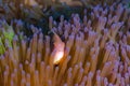 Pink Skunk Clownfish Amphiprion perideraion Royalty Free Stock Photo