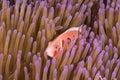 Pink Skunk Clownfish Amphiprion perideraion Royalty Free Stock Photo