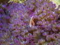 Pink Skunk Clownfish Amphiprion perideraion Royalty Free Stock Photo