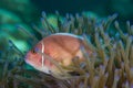 Pink Skunk Clownfish Amphiprion perideraion Royalty Free Stock Photo