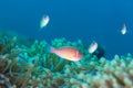 Pink Skunk Clownfish Amphiprion perideraion Royalty Free Stock Photo