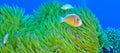 Pink Skunk Clownfish, South Ari Atoll, Maldives Royalty Free Stock Photo