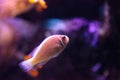 Pink skunk clownfish called Amphiprion perideraion Royalty Free Stock Photo