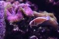 Pink skunk clownfish called Amphiprion perideraion Royalty Free Stock Photo