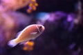 Pink skunk clownfish called Amphiprion perideraion Royalty Free Stock Photo