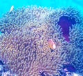 Pink skunk clownfish hiding in sea anemone