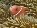 Pink skunk clownfish