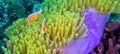 Pink Skunk Clownfish, South Ari Atoll, Maldives Royalty Free Stock Photo