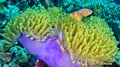 Pink Skunk Clownfish, South Ari Atoll, Maldives Royalty Free Stock Photo