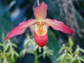 Pink Slipper Orchid With Yellow Centre