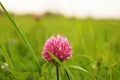 Pink small blossom clover flower in the green grass of a field. Royalty Free Stock Photo