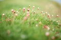 Pink small blossoms