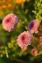 Pink small chrysanthemum