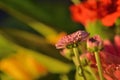 Pink small chrysanthemum