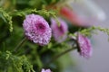 Pink small chrysanthemum