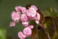 Pink small flowers