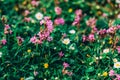 Pink small flowers in the garden. Many flowers on green blurred background.