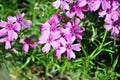 Pink small flowers and new green leaves horizontal organic background