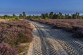 Pink heather flowers blooming in the mid-forest plain.