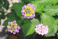 Pink small lanthanum flowers on green leaves