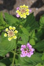 Pink small lanthanum flowers on green leaves