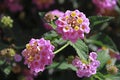 Pink small lanthanum flowers on green leaves