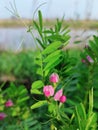 Pink small pea flower blossoms with green leaves Royalty Free Stock Photo