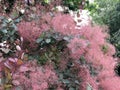 Pink Smokebush