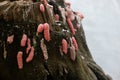 Pink snail / conch eggs