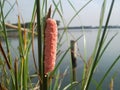 Pink snail eggs