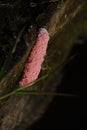 Pink snail eggs