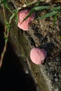 Pink snail eggs