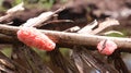 pink snail eggs