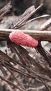 pink snail eggs