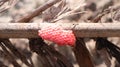 pink snail eggs