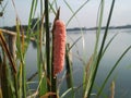 Pink snail eggs