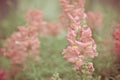 Pink snapdragons Royalty Free Stock Photo