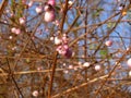 Pink Snowberries